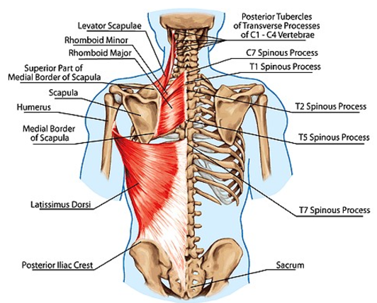 Precision Acrobatics with Ariel + Liz: Oh those lovely lats