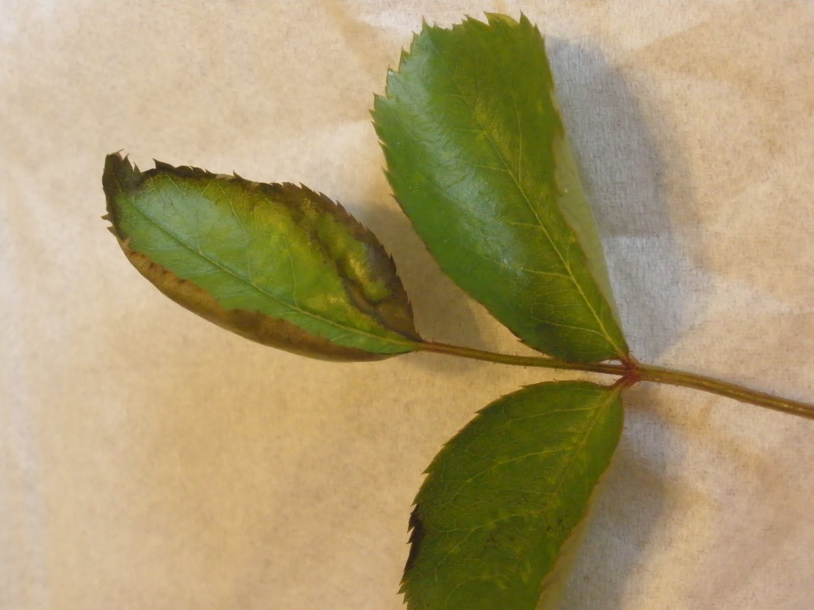 Casa Mariposa HELP! What's wrong with my rose?