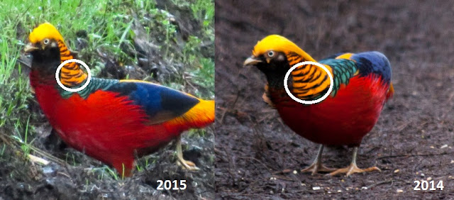 Golden Pheasant - Wolferton Triangle, Norfolk