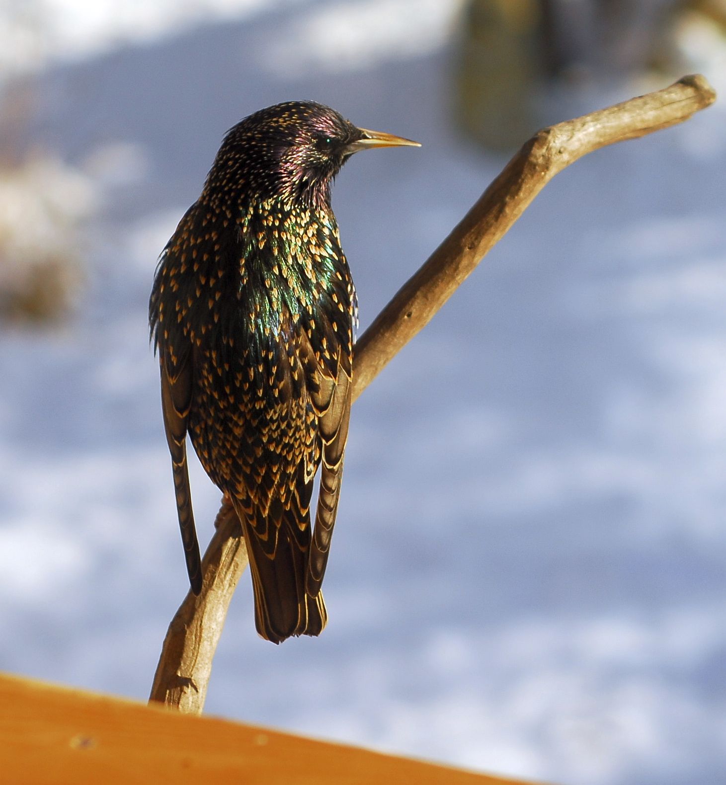 ProTier Vogelnester vor Nesträubern schützen