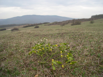 Flowering mistletoe in Salaj