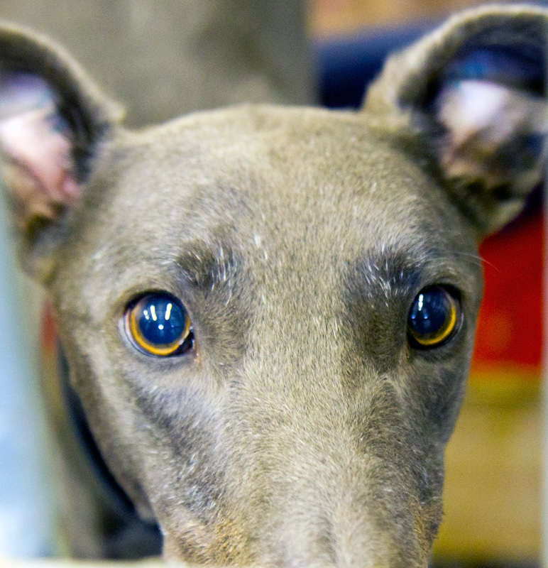 genji's corner Scotland Greyhound Rescue Fife
