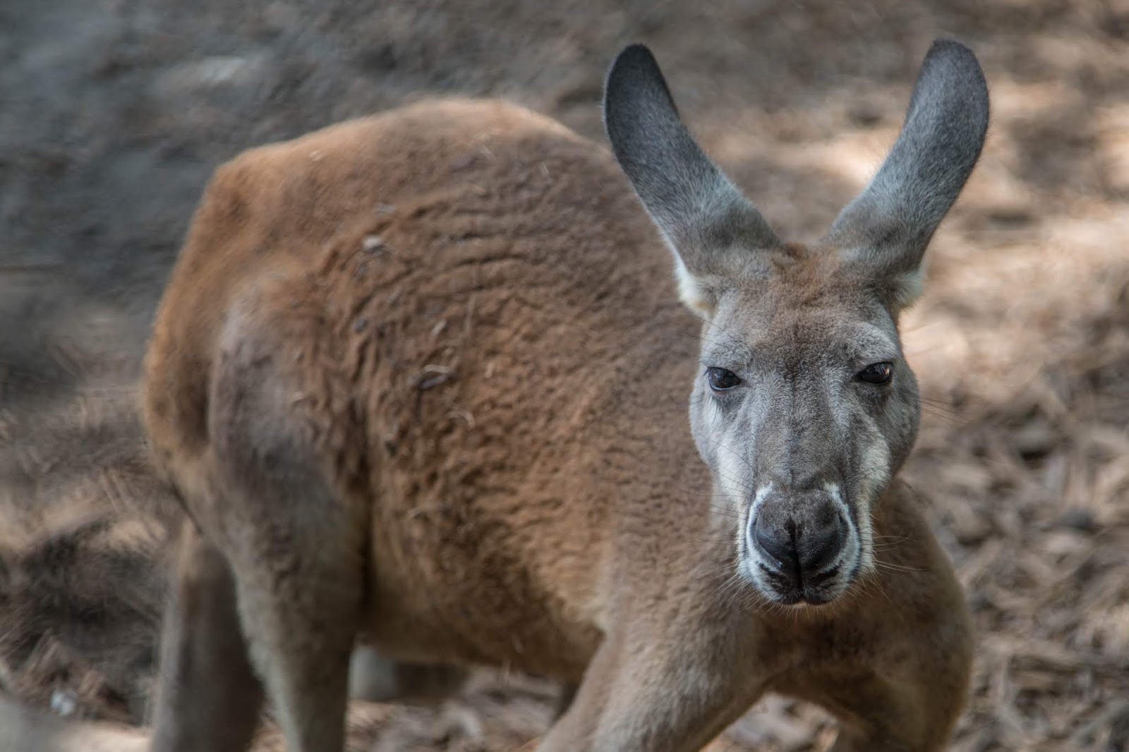 Charleston Daily Photo Bee City Cottageville, SC