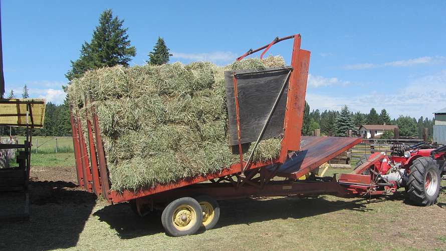 Life among the Tall Pines Stacking hay