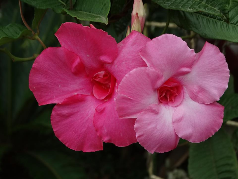 Meu Cantinho Verde DIPLADÊNIA, MANDEVILA ( Mandevilla x amabilis )