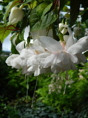 Pink Marshmallow Fuchsia blooms 2016 Allan Gardens Conservatory Spring Flower Show by garden muses-not another Toronto gardening blog
