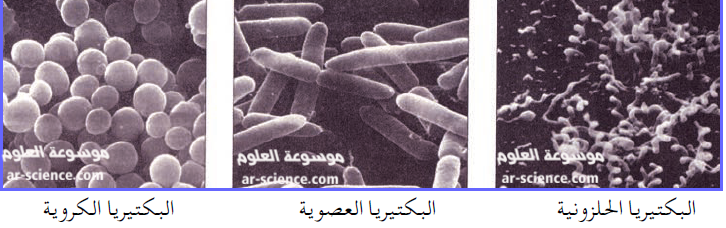 تتكاثر البدائيات والبكتيريا بواسطة