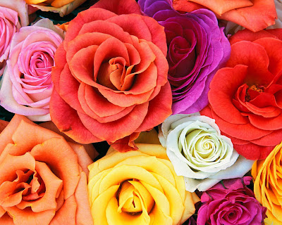 Love Roses Flowers Background Wallpaper