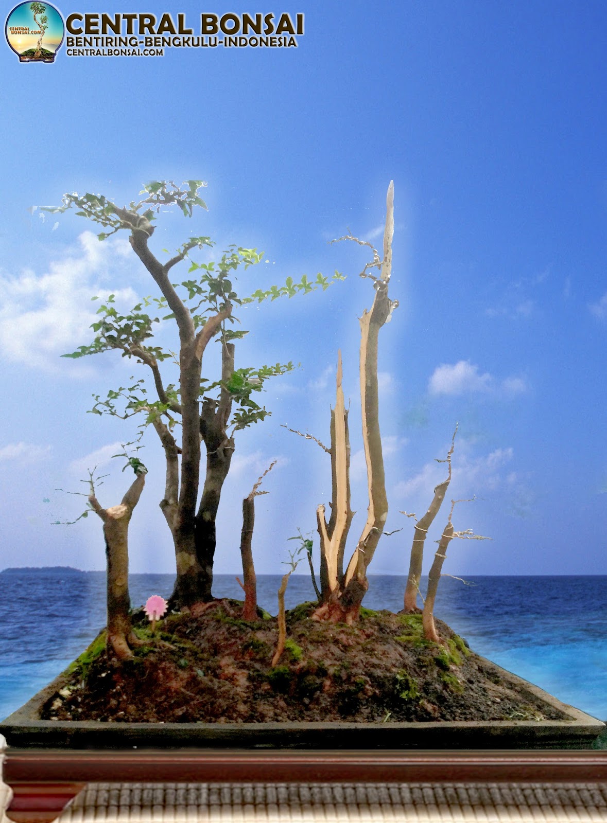 BUTUH PROSES MEMBUAT BONSAI AGAR INDAH DAN CANTIK