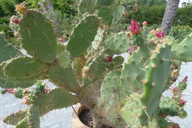 cactus terra botanica