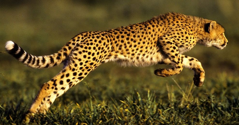 82 Gambar Jenis Hewan Darat Terbaru - Gambar Hewan