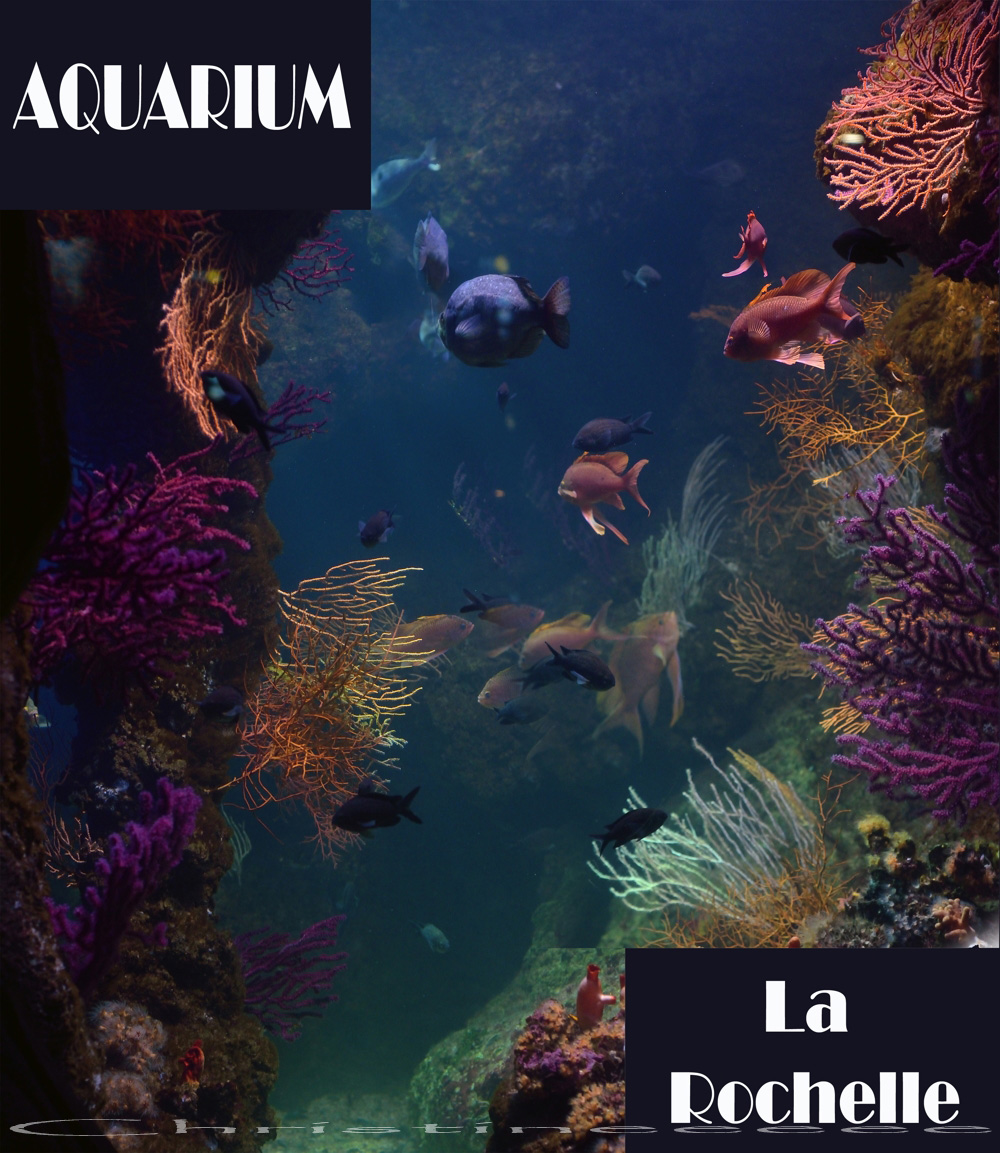 L'ardoise magique AQUARIUM DE LA ROCHELLE