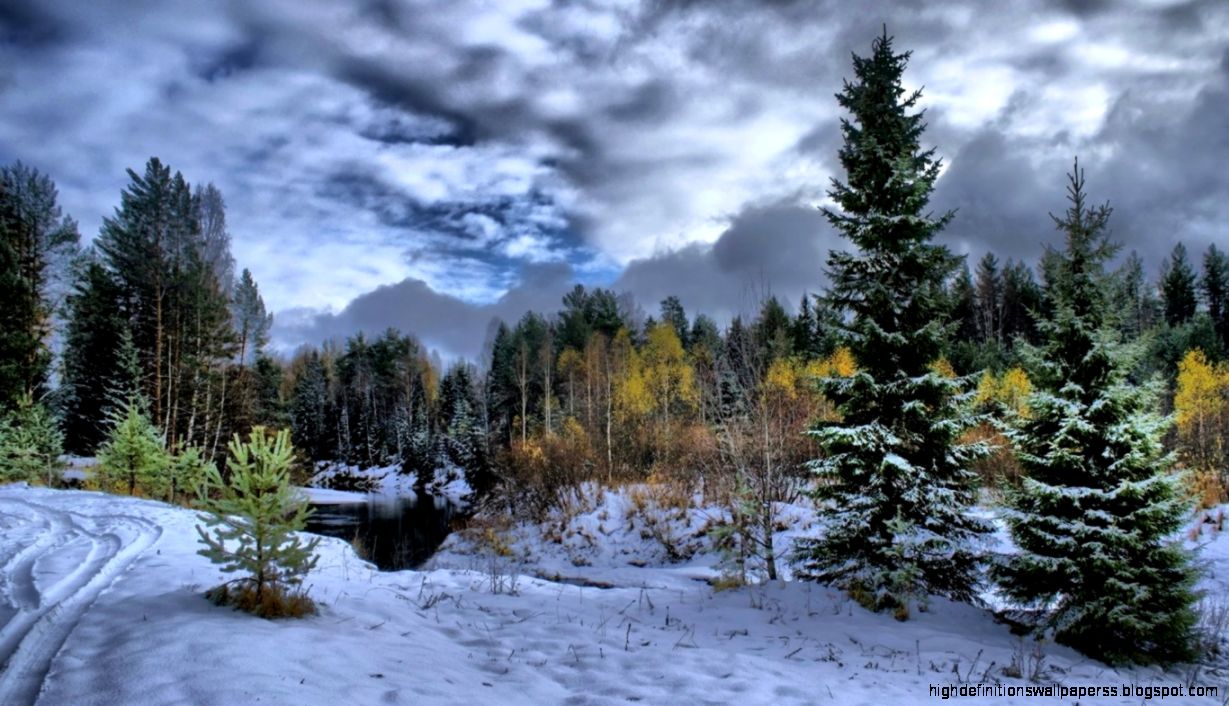 Pine Forest Wallpaper Creative Pine Forest Wallpaper Creative