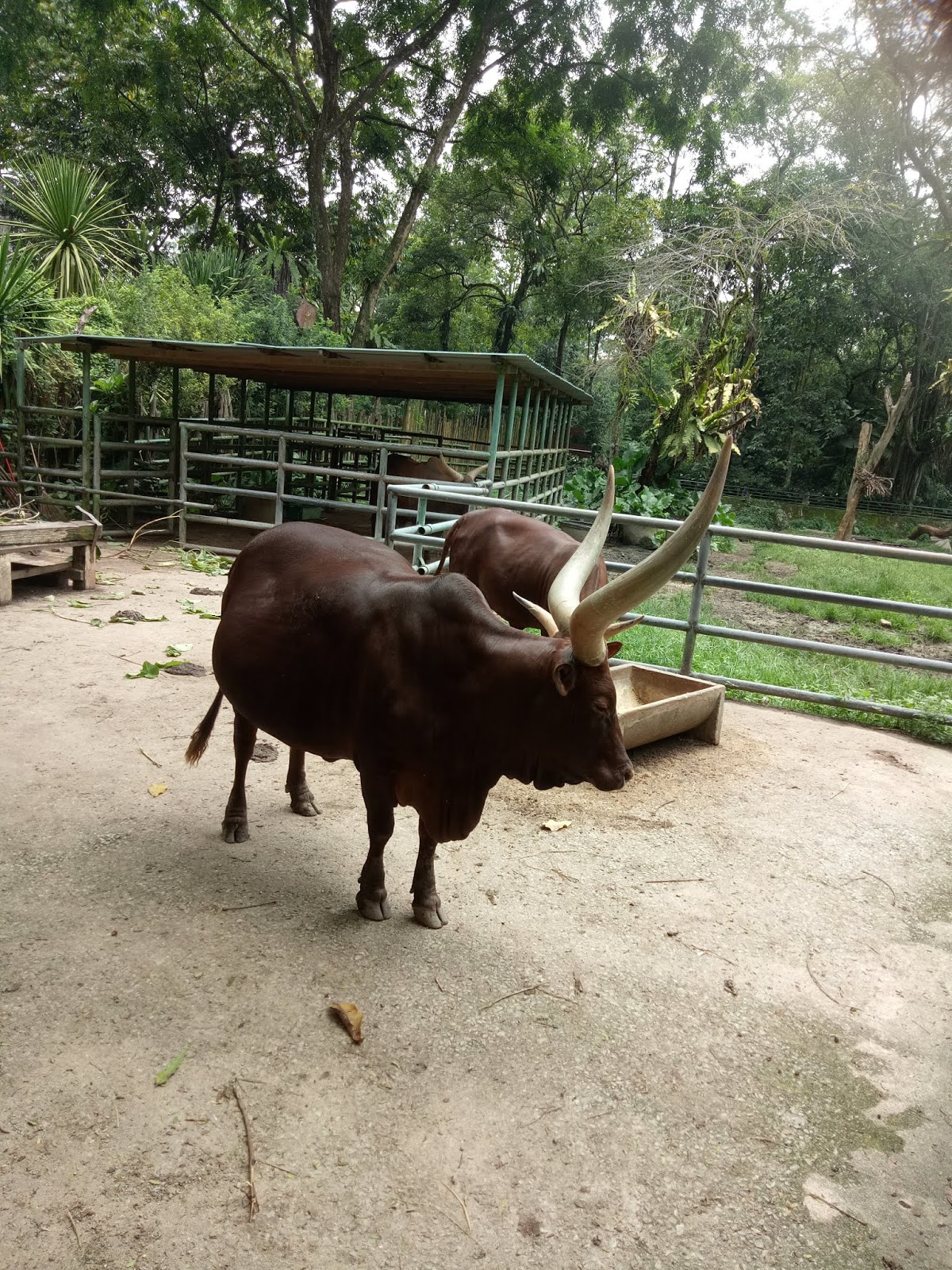 National Zoo or Zoo Negara 5000 animal species