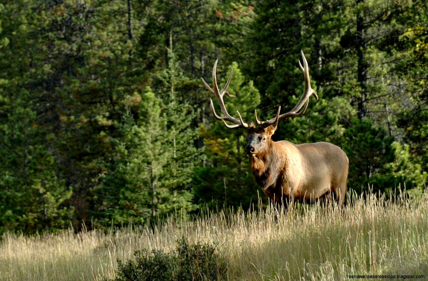 Free Elk Desktop Backgrounds