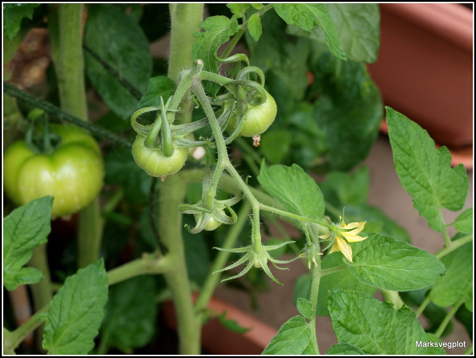 Mark's Veg Plot How to maximise your tomato harvest