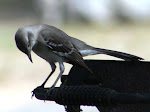 Photograph of Mockingbird by Darla Sue Dollman