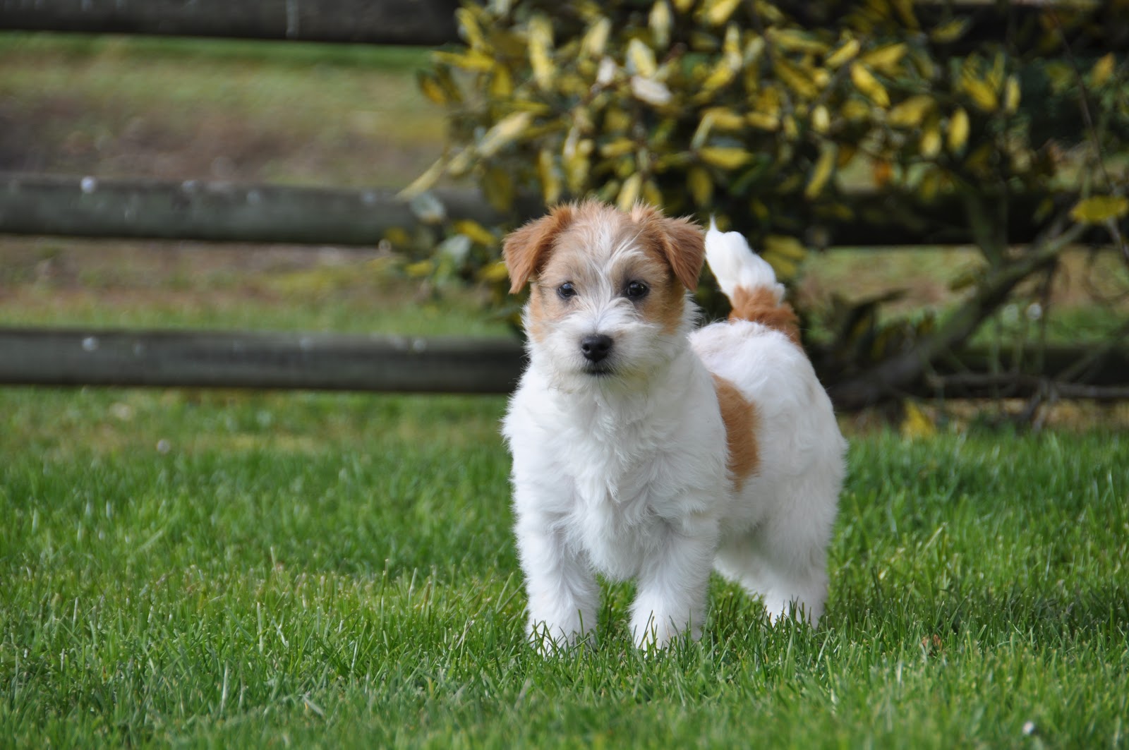 Jack Russell : Nuestros machos