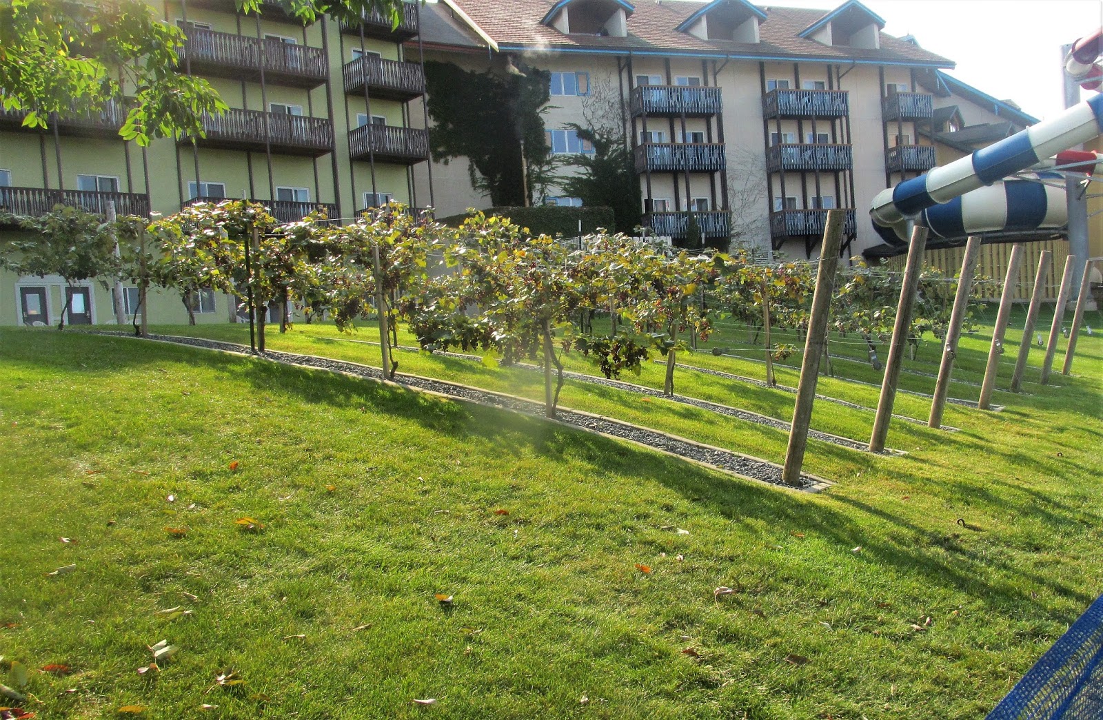 Vickie's Kitchen and Garden 2017 Frankenmuth Michigan Car Show
