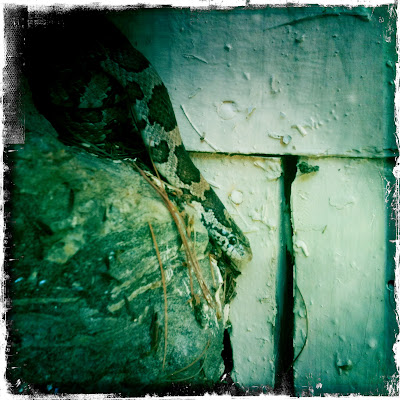 Snakeface