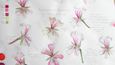 Sketchbook page of pelargonium flowers with colour notes by Shevaun Doherty