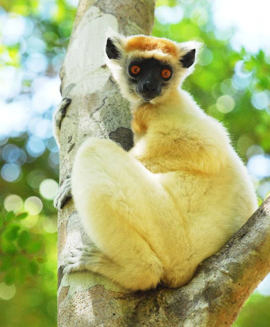 أغرب 10 أنواع من الليمور