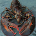Reasons Why You Use Live Lobster Supplier Singapore Service