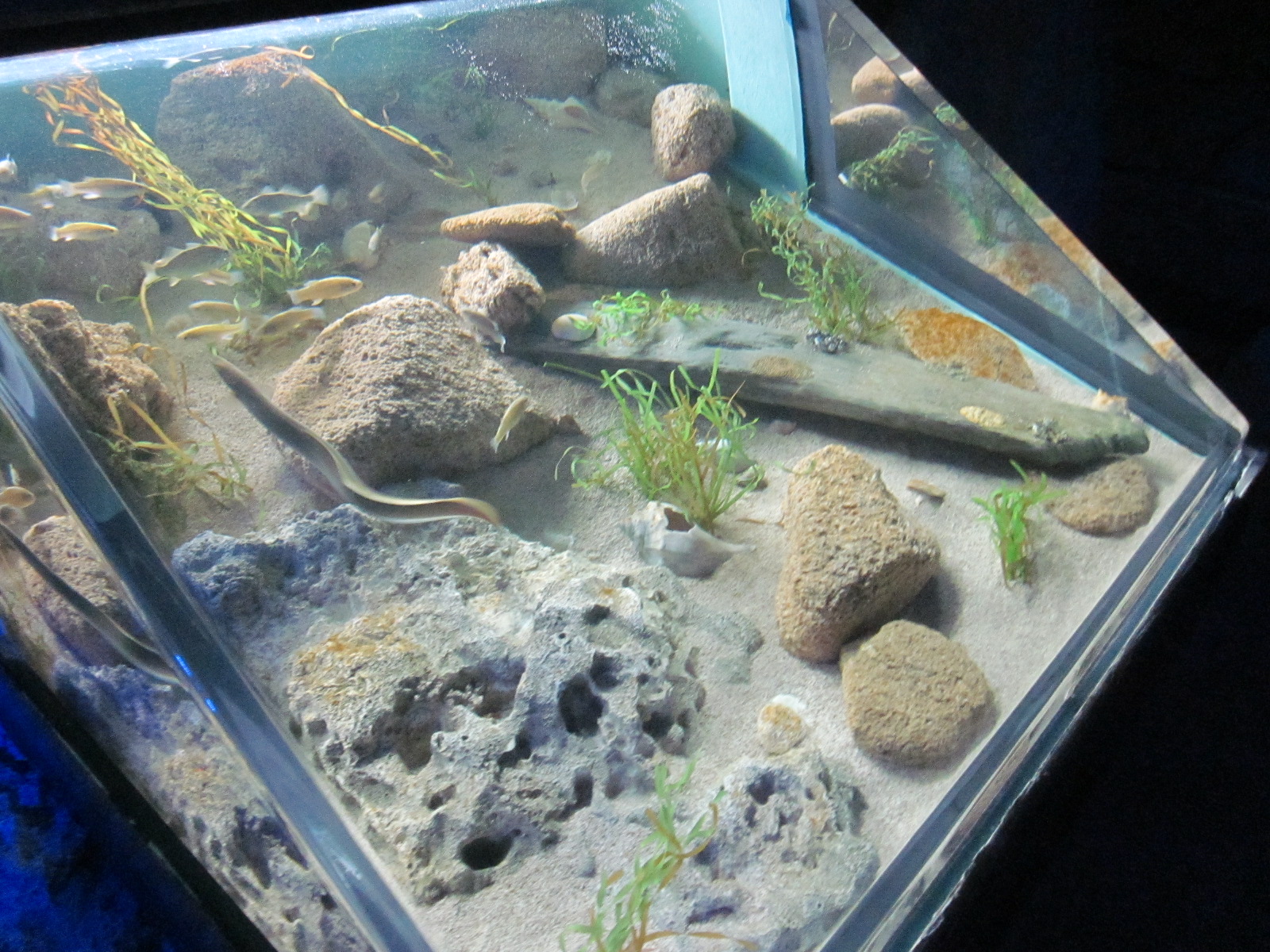 Travel NC With Kids North Carolina Aquarium on Roanoke Island Fun