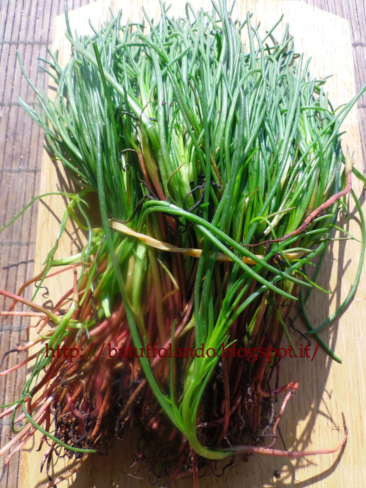 Batuffolando Ricette: Barba dei frati (o agretti) aglio e olio
