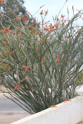 Binomen Art - Fouquieria splendens - the plant