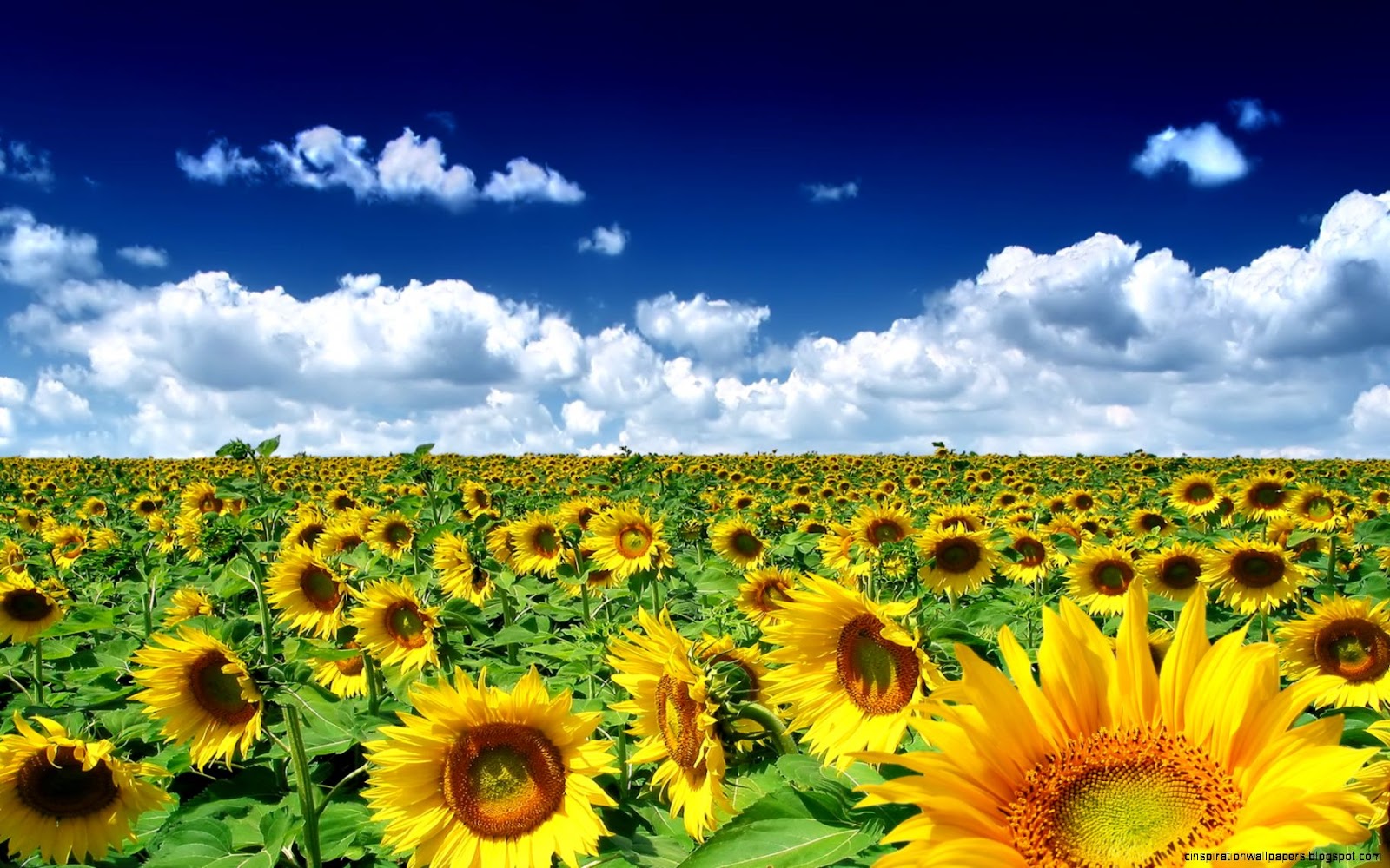 Spring HD Wallpaper Pattern