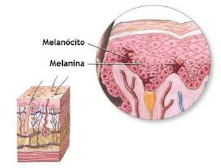melanócito melanina
