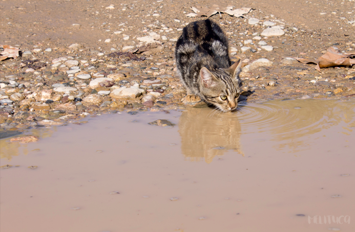 Excursioneando Alquézar