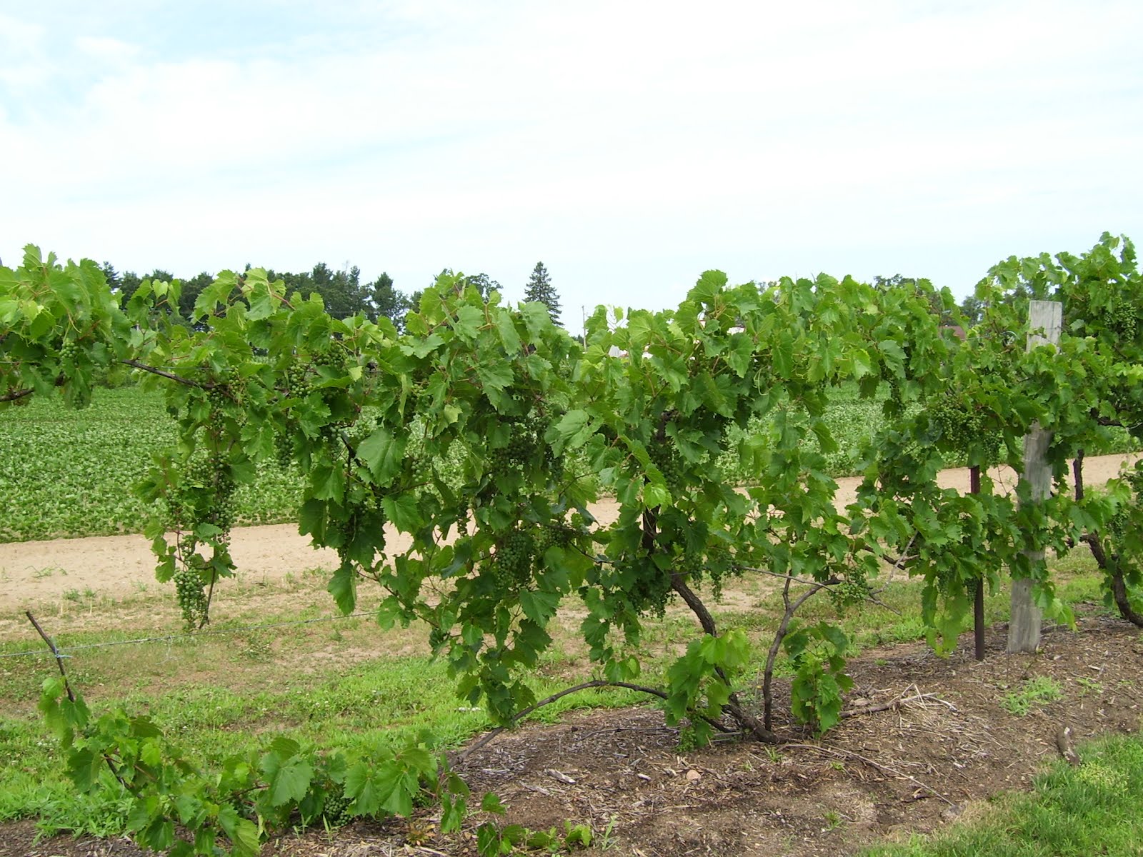 Talking to Plants Growing Grapes at the Hancock Research Station
