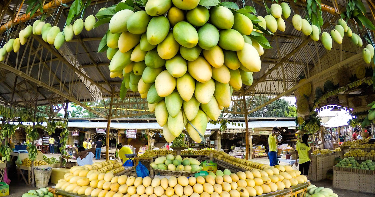 Mangoes boost Guimaras economy and tourism A DAY IN SEPTEMBER