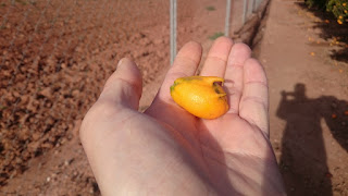 En ovanligt utformad clementin