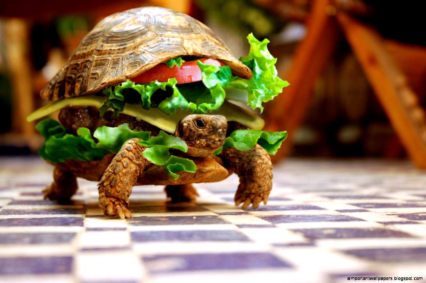 Turtle Disguised As Burger Smuggled Through Airport In China