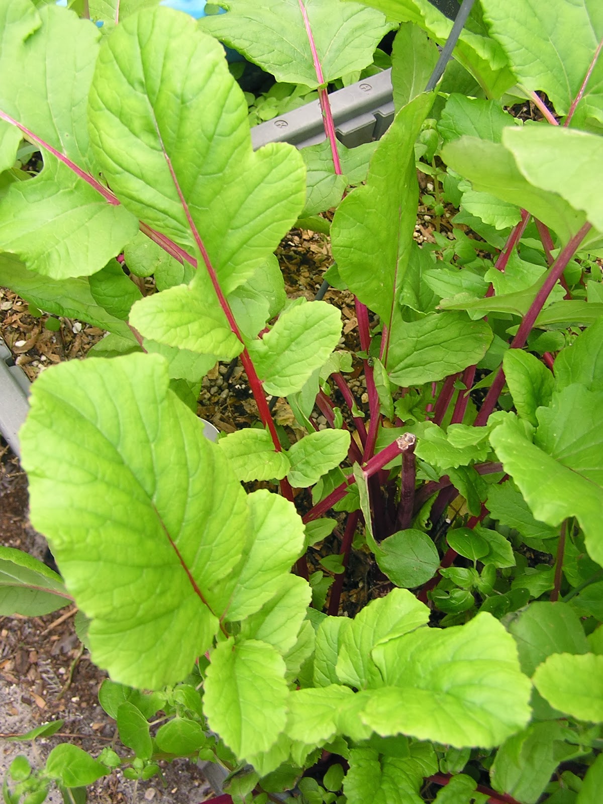 John Starnes' Urban Farm As I'd hoped my Hong Vit edible leaf radishes are sending up bloom
