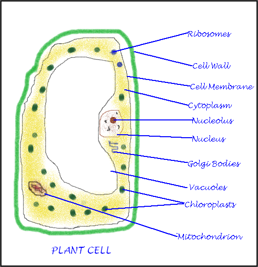 CBSE Papers, Questions, Answers, MCQ: CBSE Class 9 - Cell