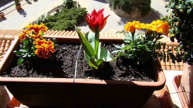 Tulipán (Tulipa sp.).
