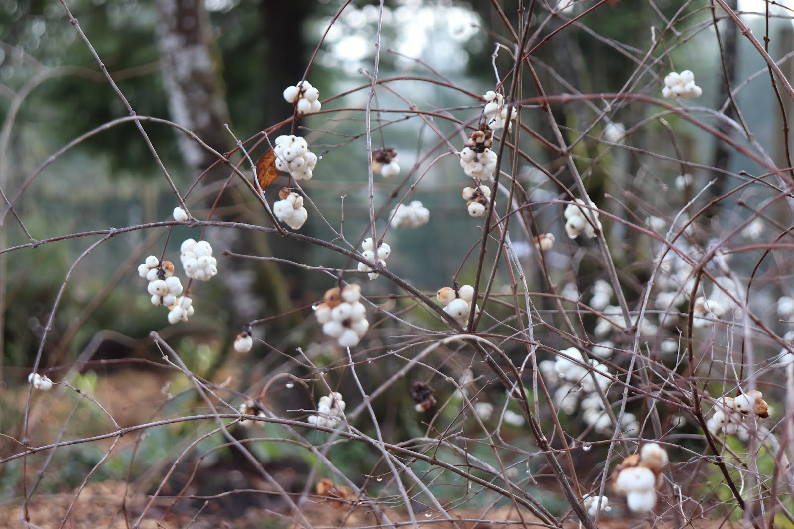 Life Between The Flowers Evergreen Winter Yellow Flowering Spiky