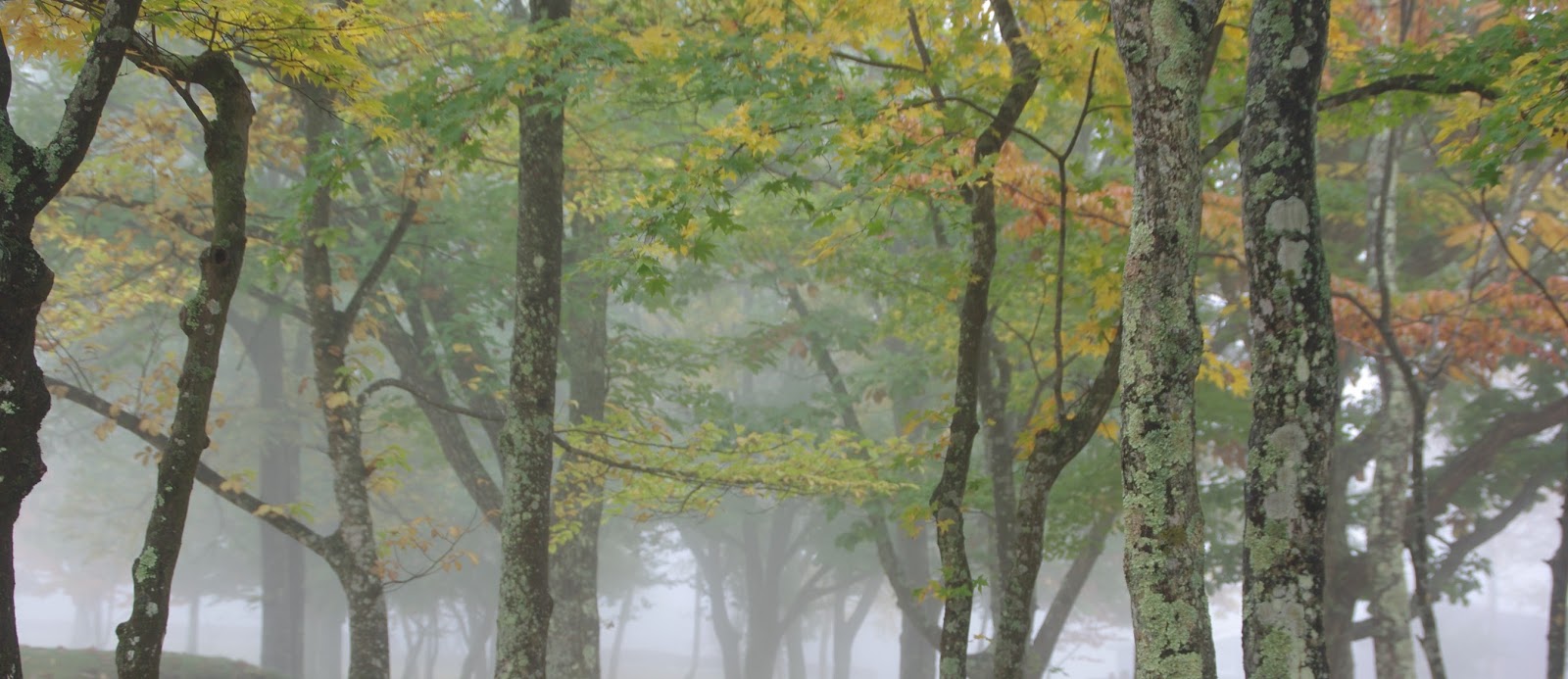 八ヶ岳花街道 八ヶ岳自然文化園今が見ごろ