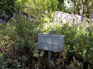 Kirstenbosch Botanical garden in Cape Town.
