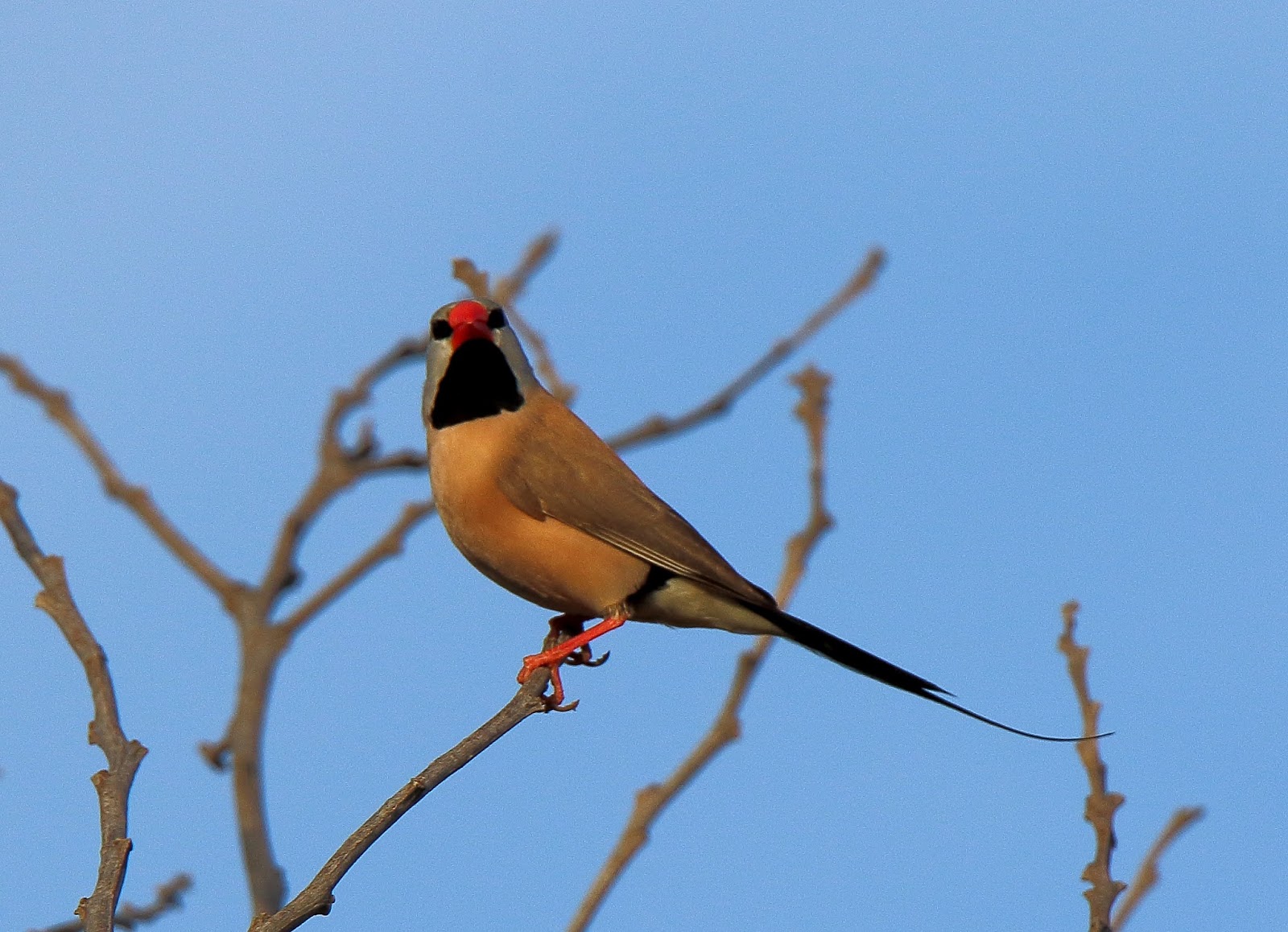 Richard Waring's Birds of Australia: Finches, Finches, Finches. and