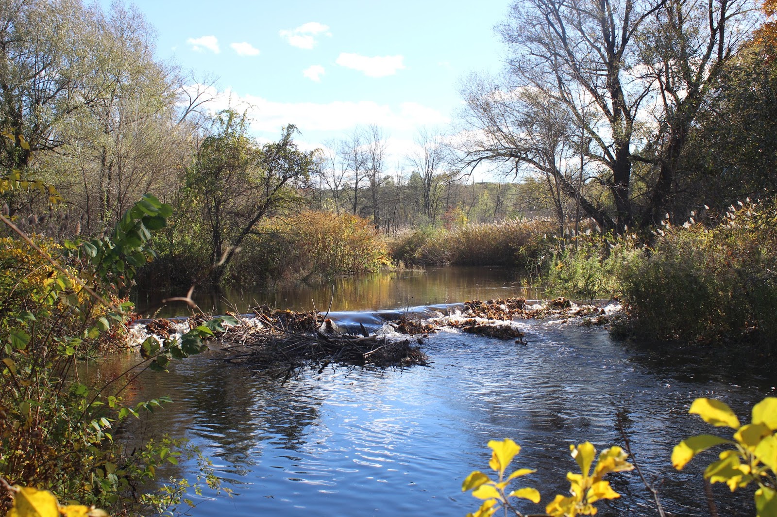 Walking Man 24 7 Vanderheyden Preserve(Troy, NY)