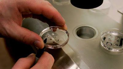 Creati prima volta ovociti umani in laboratorio