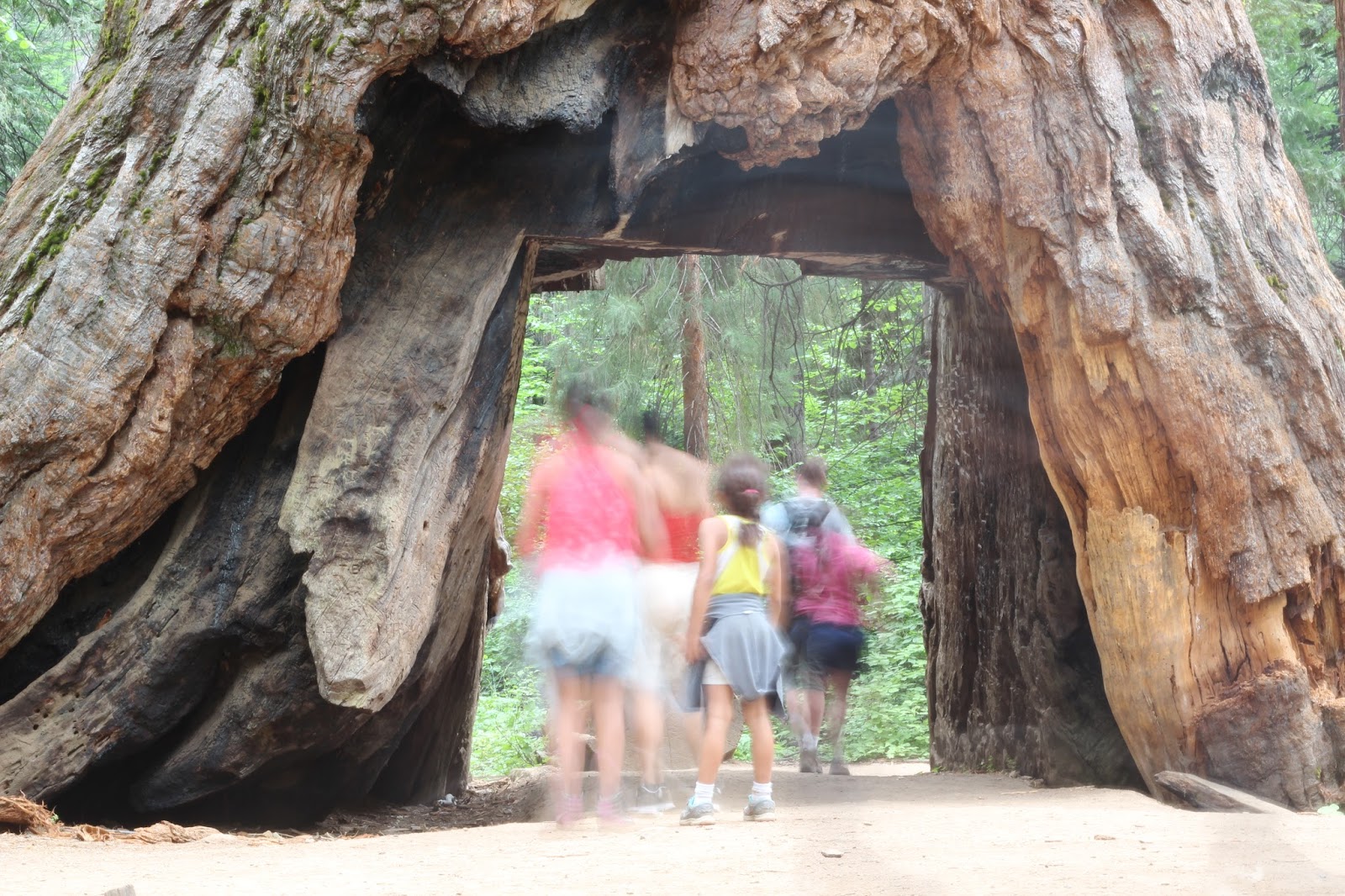 Секвойя-арка парк Калаверас. Государственный парк big Trees. Тоннель через дерево секвойи. Тысячелетней секвойи Калифорния, США,. Lost tree