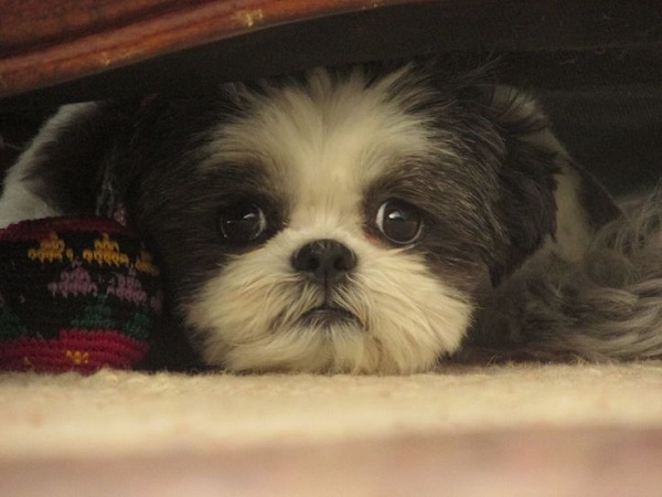 O seu shih tzu shih tzu sabe quando você sente medo