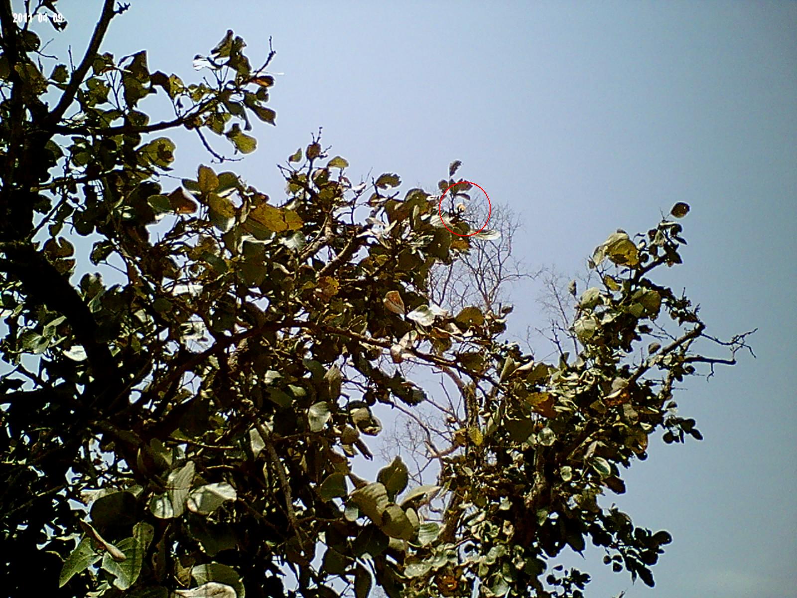 White Palash