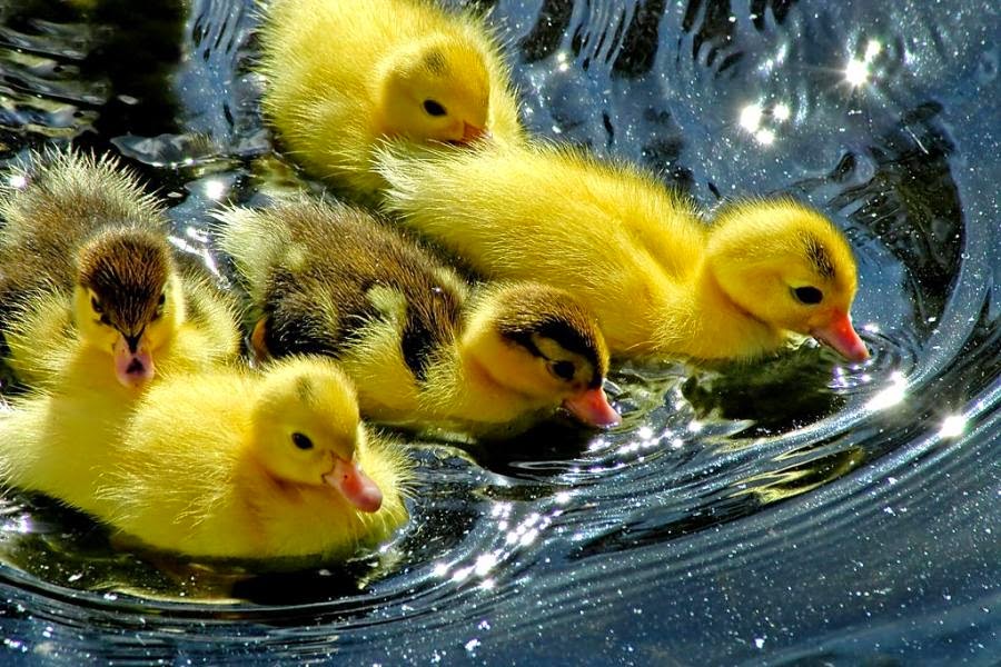 Euro Farms Tips For Raising Ducks and Ducklings